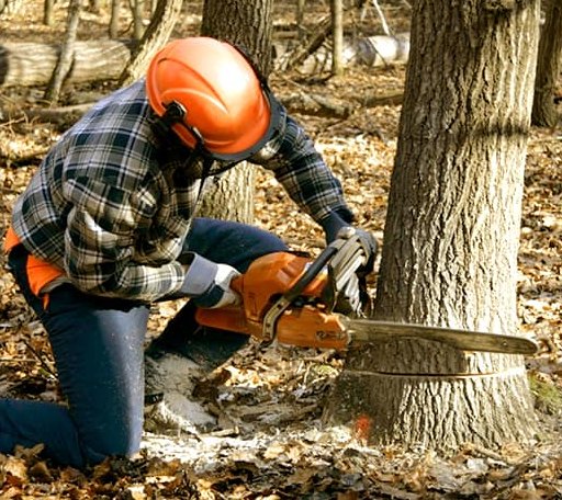 Tree Removal in Rockville, RI